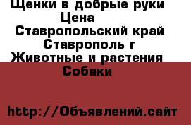 Щенки в добрые руки › Цена ­ 0 - Ставропольский край, Ставрополь г. Животные и растения » Собаки   